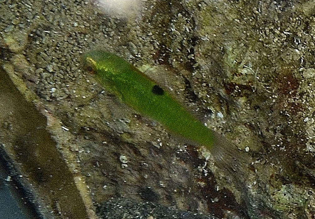 Thalassoma pavo avannotto